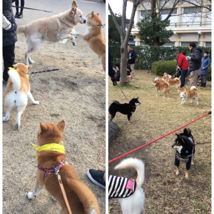 86cc2b42 b443 4948 848c 9d9931a0570e 1513491237881