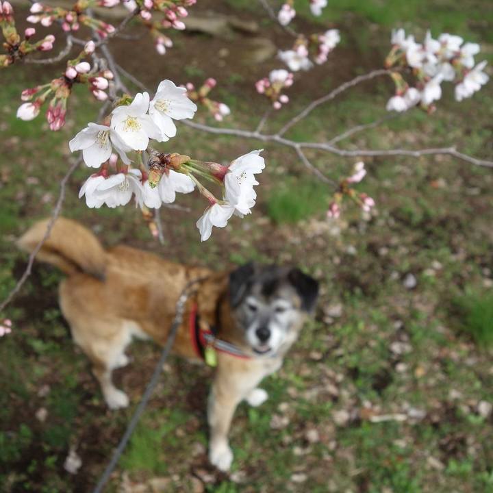 86cd6fc9 2cf6 4a1c b5a0 37a10036fecf 1521854521237