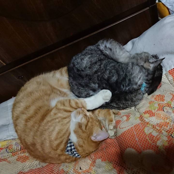 86cdcbbb efb1 417d 9b2f ceea9dc98683 1604664693297