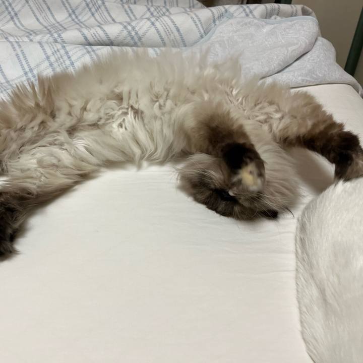 86d0b52c 58d4 4000 b8a5 42b8516dc514 1691318918454