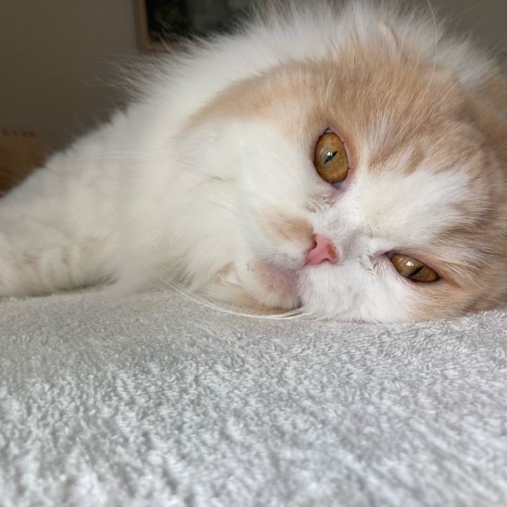 86d0b69f eea7 424c a582 03f6a15ddb5b 1626613394008