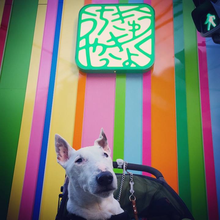 86d1d1be f35c 4034 ba29 06adfb30fe2d 1524553256963