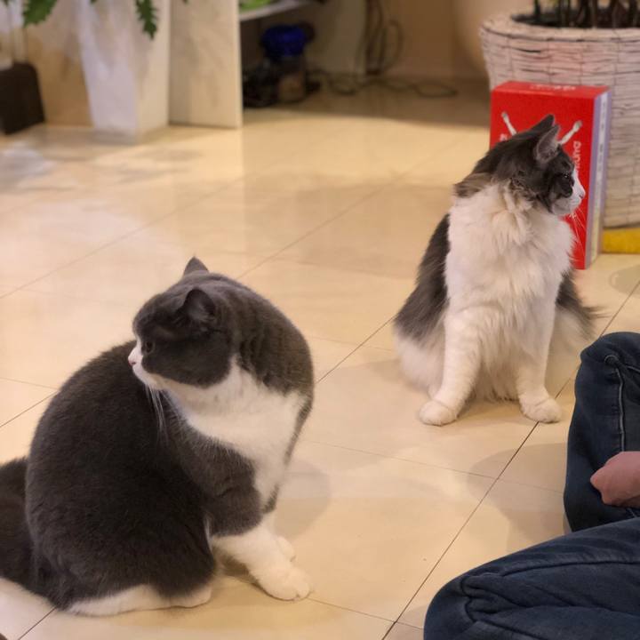 86d36de3 9113 485e 8233 b988095ad9d7 1546819113350