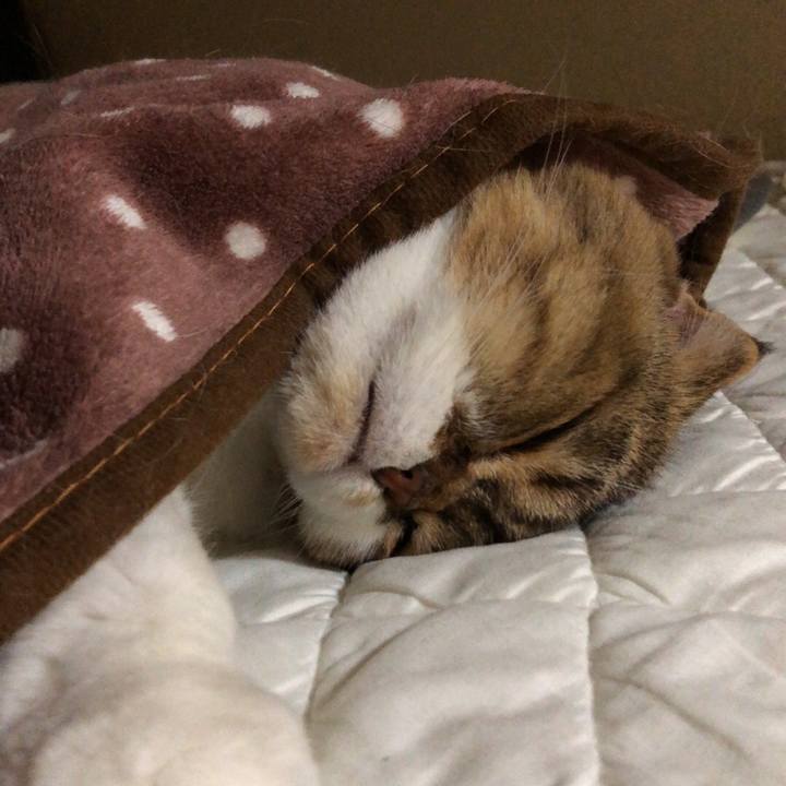 86d373b0 4c9e 459e b287 86e7475b8f1f 1541067656153