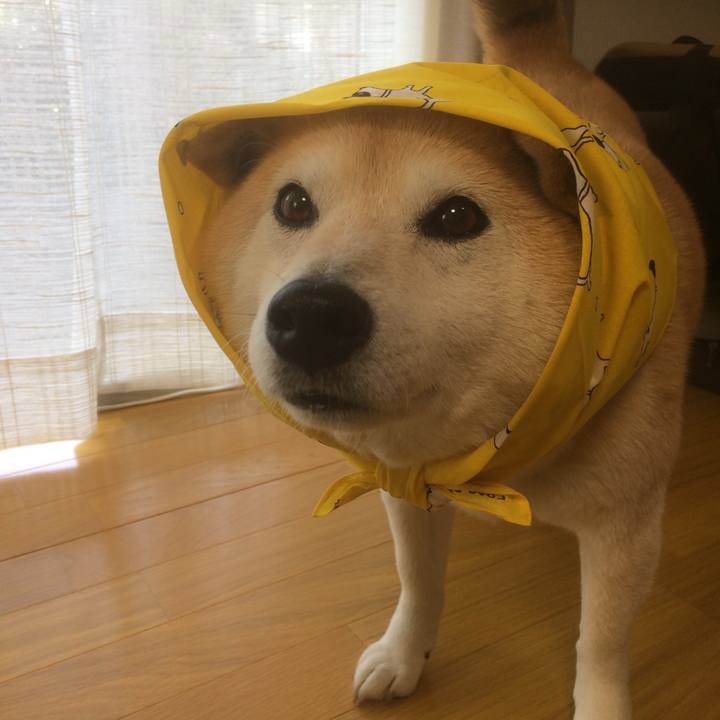 86d430e6 f754 4343 9b07 73c5b067bde1 1526483461306