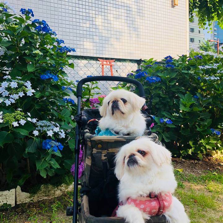 86d5ee37 f75c 4d8a bf27 9fe72baf697a 1559787202040