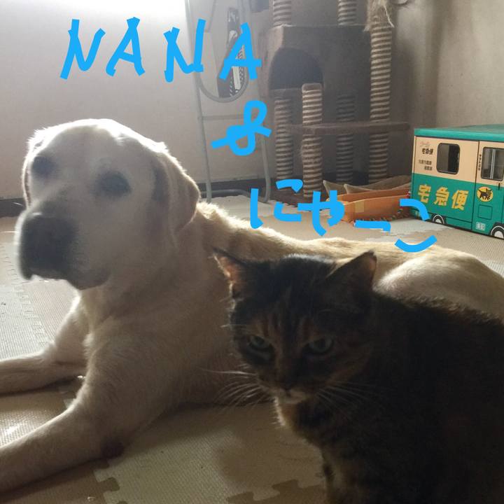 86d6a40c ab41 4c7a 9dca 4149d0ca4957 1546952213989