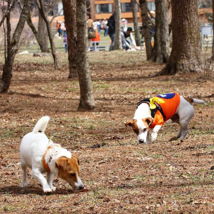 86d77d19 6f94 4775 a227 3710debd796c 1555286421606