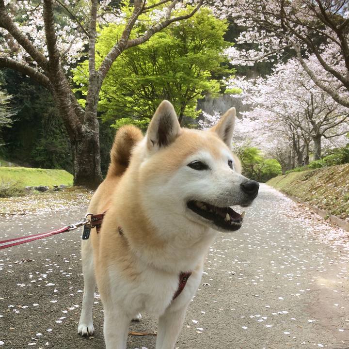 86d95b32 9c74 4ce4 9e66 22c9ac202035 1554622528543