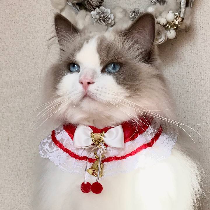 86d98f0b b323 49d9 a502 a488e8c8251c 1605753633229