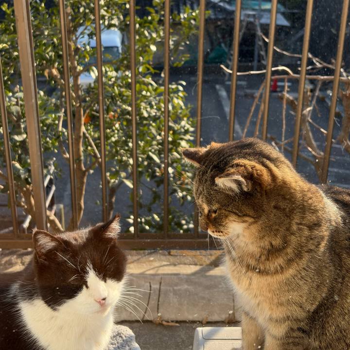 86dbfbf8 5202 4e91 bcaa 5307bdcbfe49 1771148173956