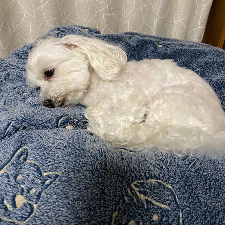 86dd39d2 3fcf 49fc 8311 653f4e6d40b4 1617455725874