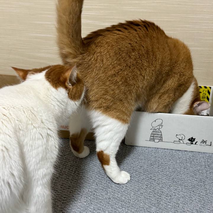 86de7ac9 07d3 4bcd ab84 f2f6cc247ba8 1767087869581