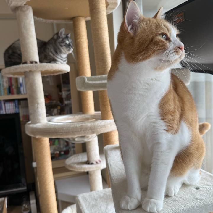 86ded216 779b 4c9f 9fdb 9e7261593ef8 1761208939051