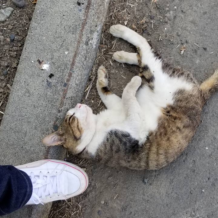 86dee35d 414d 4487 b82b 058fcfcd5a1b 1595488707231