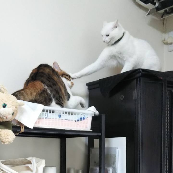 86e09400 01c8 499c a34a 0f32b12264e5 1648202281444