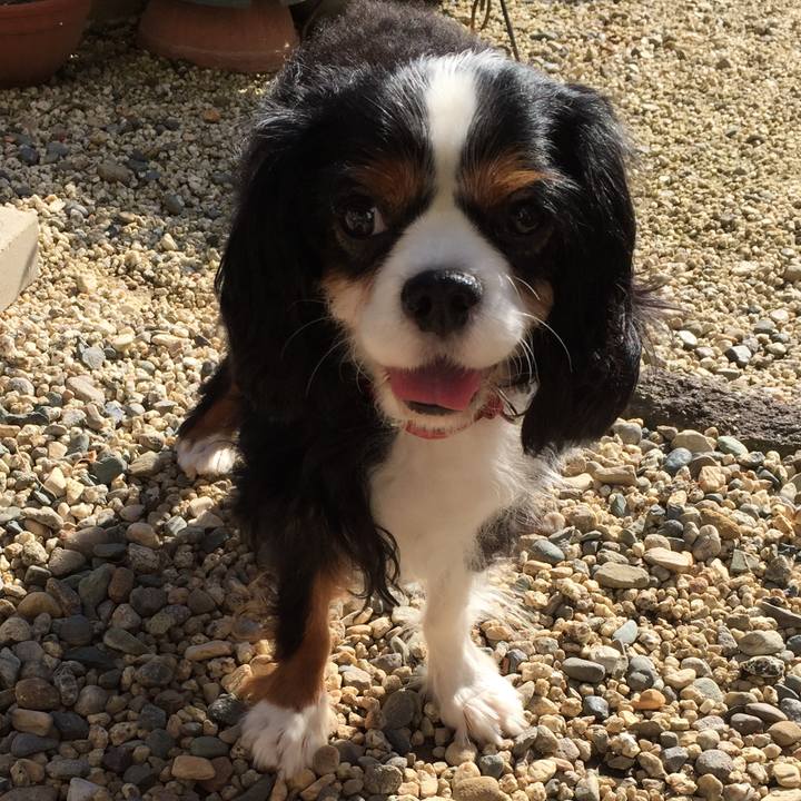 86e44676 a0d2 475b 9c60 0553f5edce1f 1512649188229