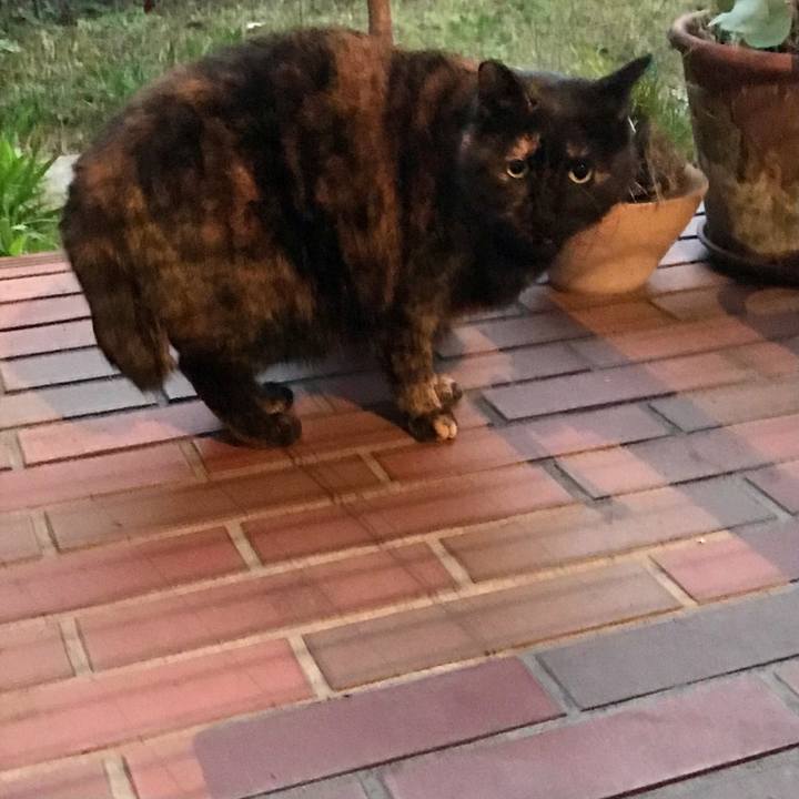 86e456ce c7e0 4a7f 82e4 d1ee2384a7c2 1609059984975