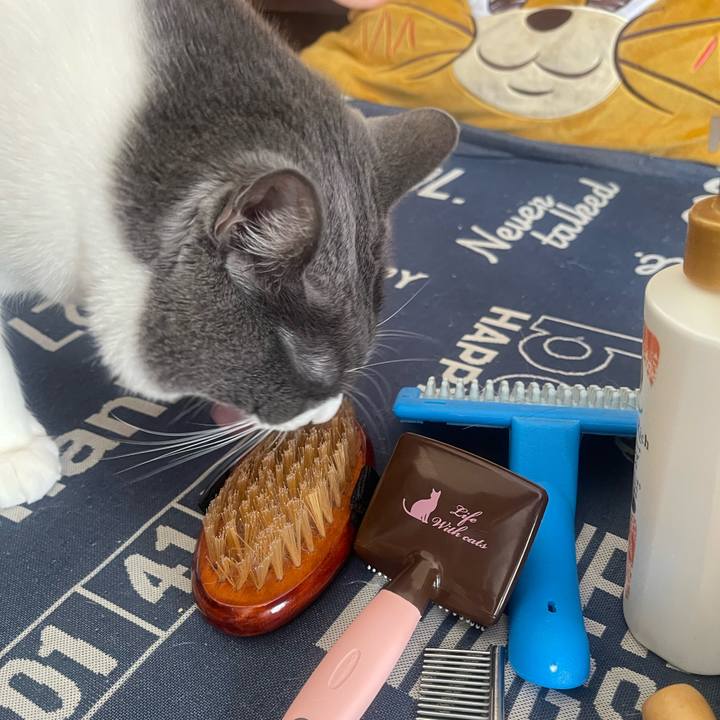 86e4e9ef 960c 41dd a254 2c7a2b0bbbec 1732409328941