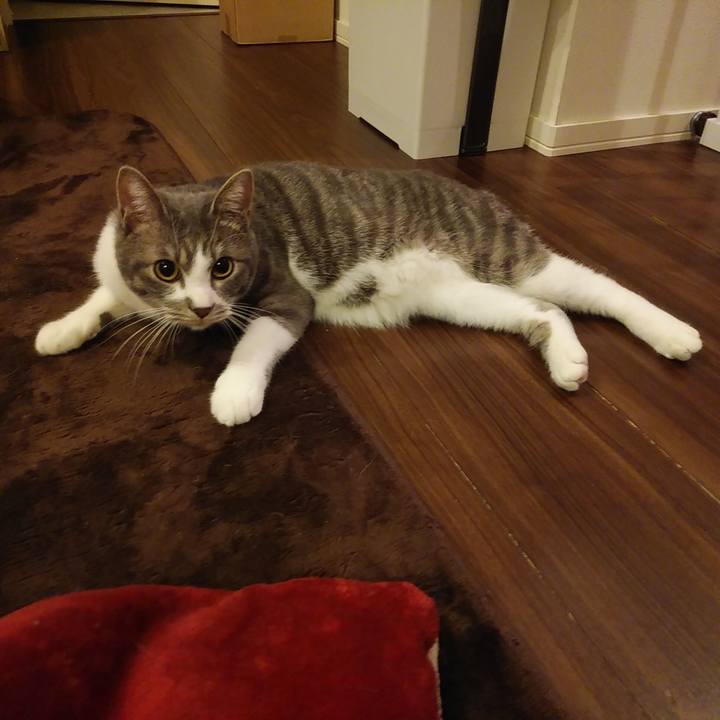 86e702c4 641a 4f74 aed8 3f0d45c9ade9 1583072767674