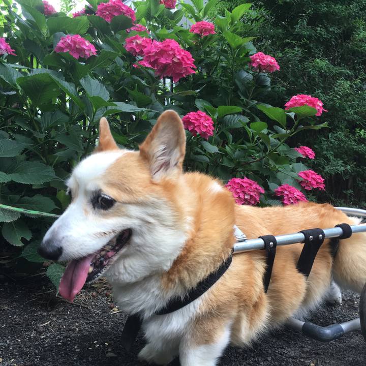 86e74b4a 9ac4 4365 8ebe a539ecd206e4 1528862166347