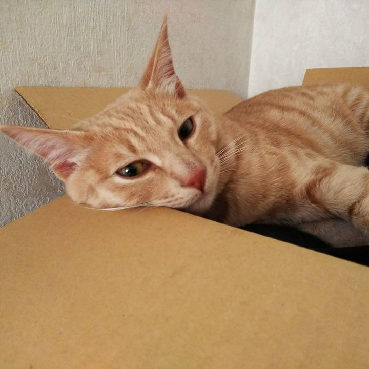 86ea6ac6 d3b4 4555 b253 a9fe0481c449 1547967027094