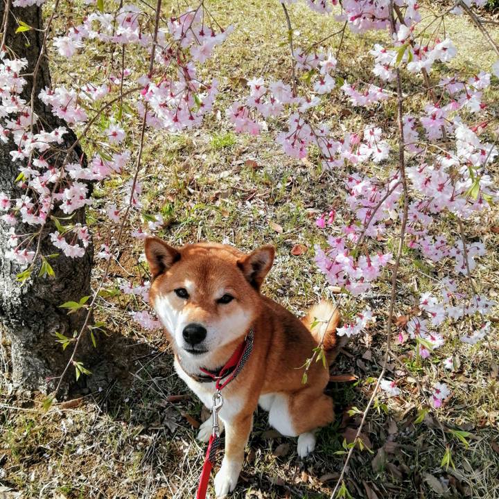 86edde28 806b 4b0d a20f 718572c2a34e 1586305746138