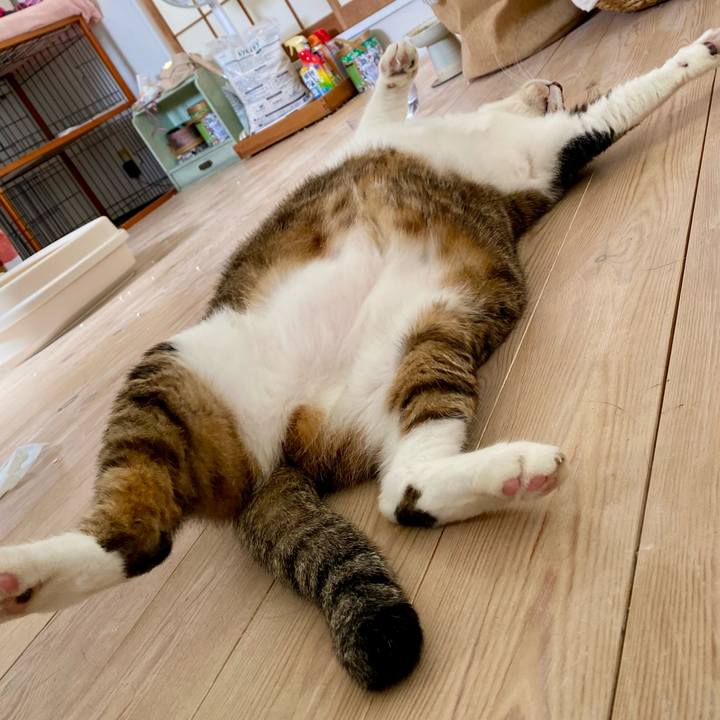 86ee0a11 a576 4b5b b6e3 e8fc0030fb1c 1760335967959