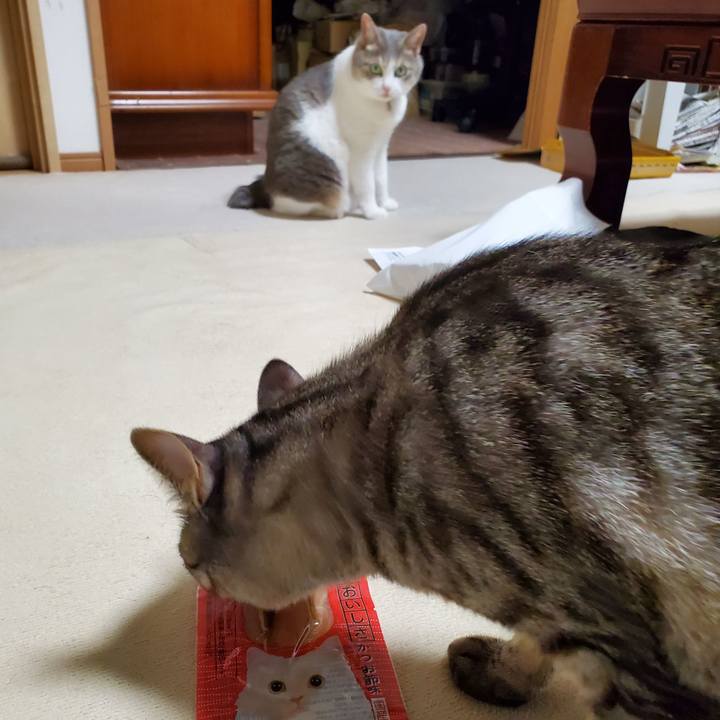 86ee2ce0 e263 481f b470 5ff0174bdb11 1697555281621