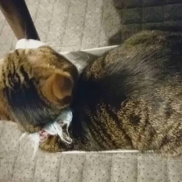 86ee5c8f f615 47b5 8a93 8b0198629c23 1531222738755