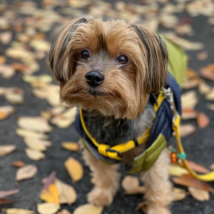 86efce2b c62e 4bd3 ad55 fbeda250b4cf 1576038075077