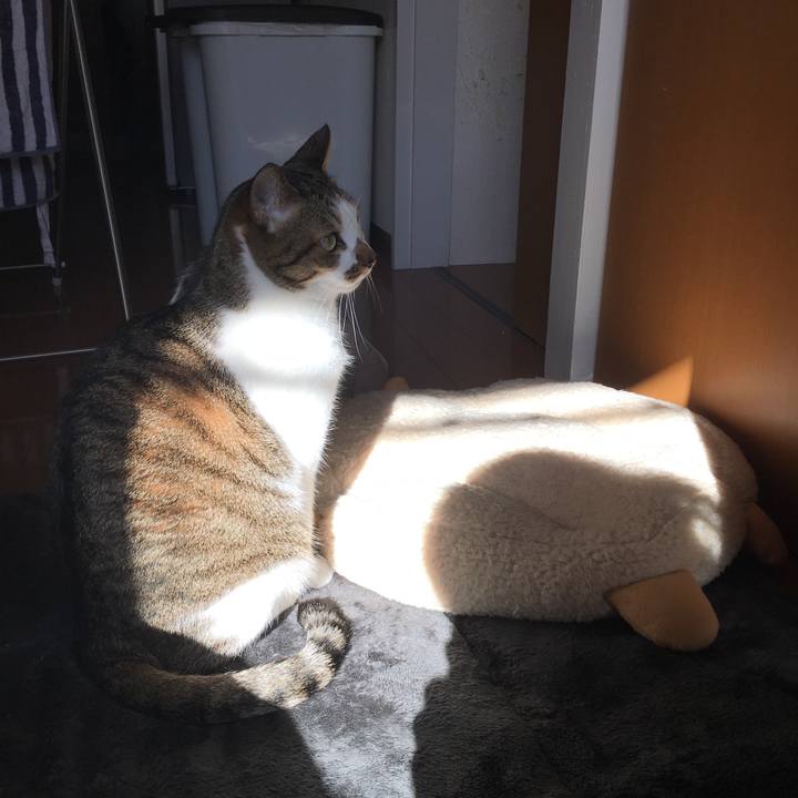 86f0353f 1057 4f1e a7a3 7d40cdd1aac2 1513668909566