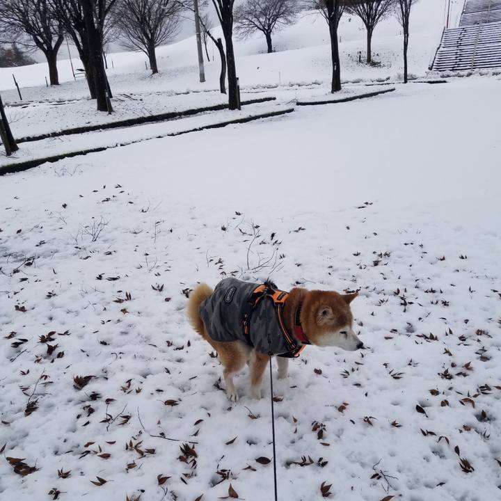 86f0d135 273a 4d3a b488 d0a755622627 1733560445368