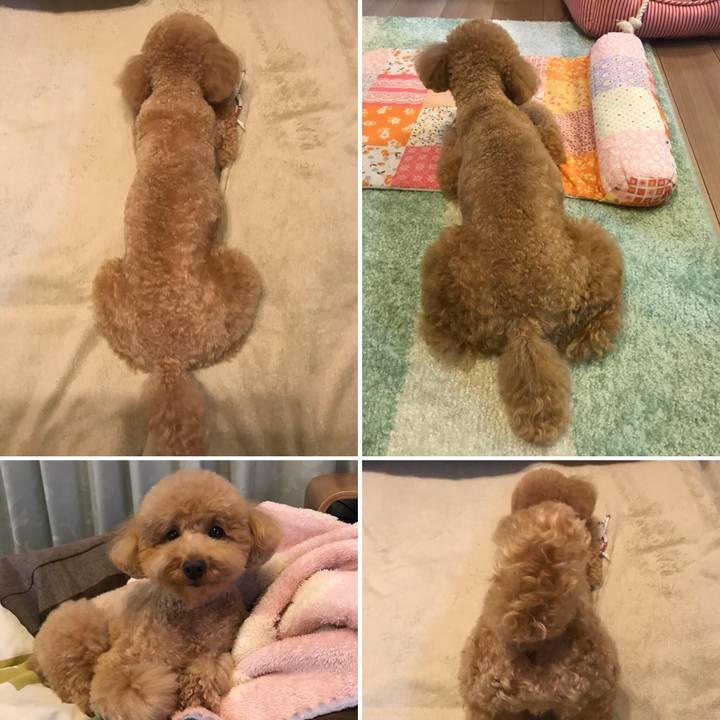 86f11c10 0c9a 4a81 8535 177cb2419236 1517584005767