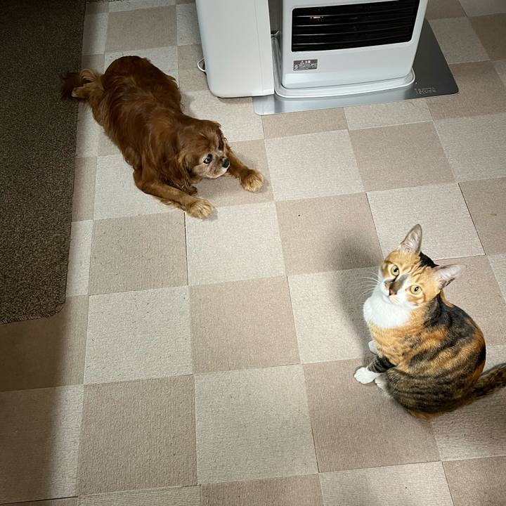 86f19487 605b 4626 b5f6 be004832cd04 1771021669606