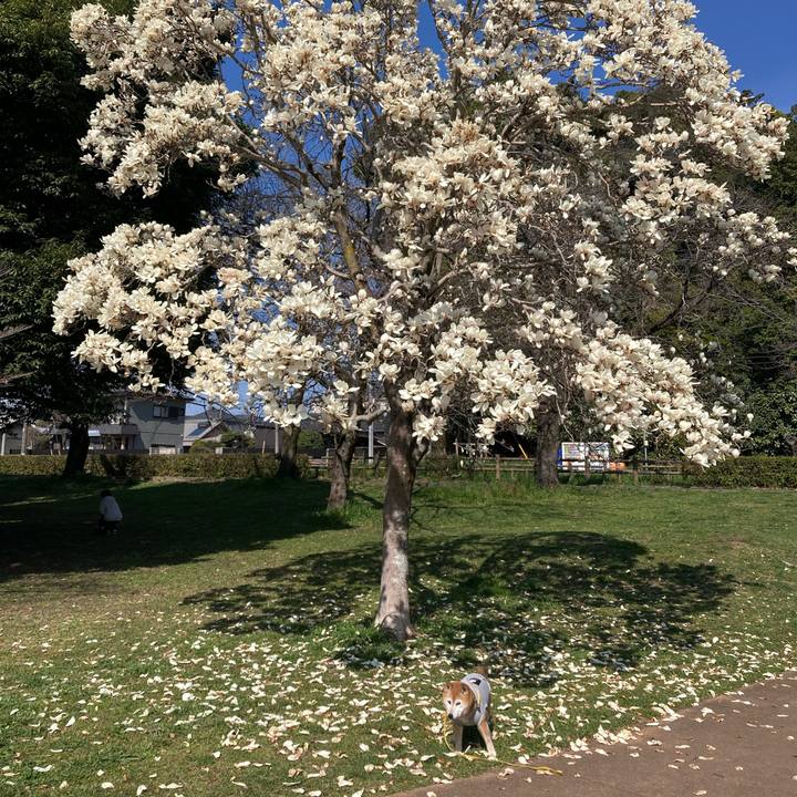 86f617be 5a45 4f84 9fe3 a0f9a728a655 1774330350831