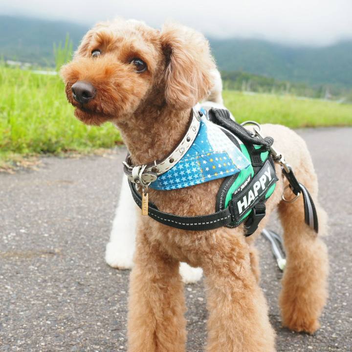 86f95acf 343d 483c a815 a96f1968d1b5 1537417330499