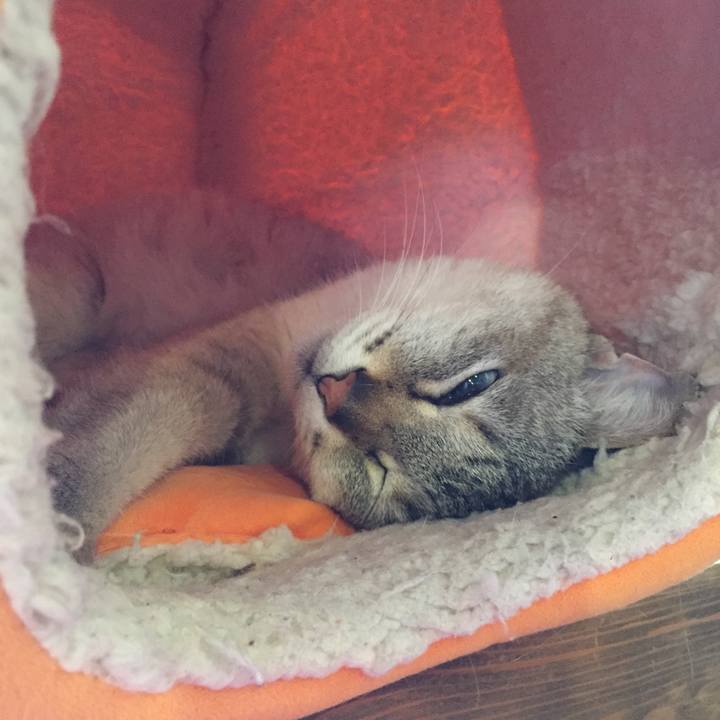 86fa7e6b 4a48 46ca b31c f1805125f874 1527587936200