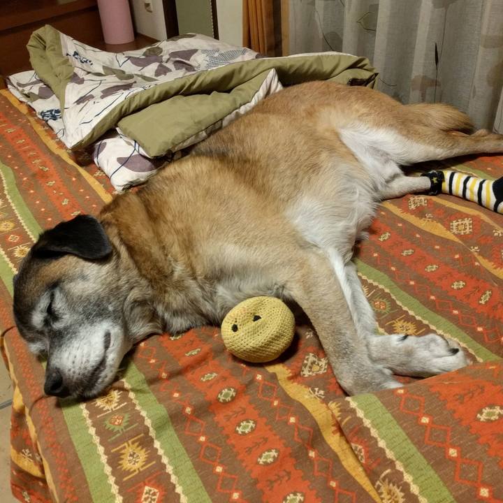 86fc7bcb ea2e 4c80 9038 bddf0dd423e4 1544621301303