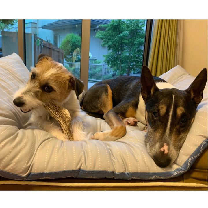 86fcbf7d e36a 41f4 9762 5c822b58d1d0 1589617357529