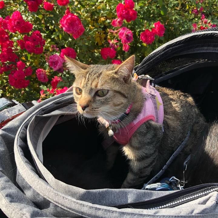 86ff4223 4a76 43de 96ce 64b6ada56be2 1604320159922