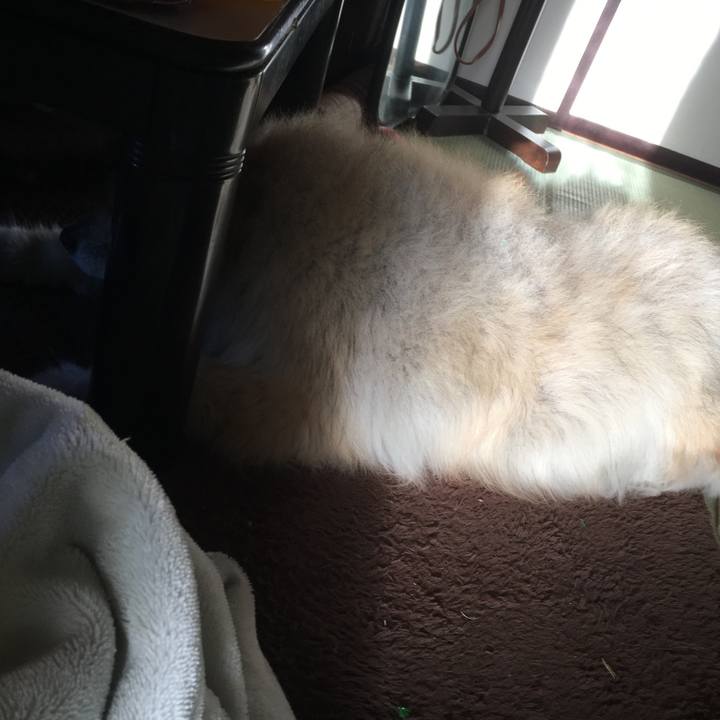 86ff42fb 06df 4df6 ba9e 02eb9dc0a0b4 1597920358486