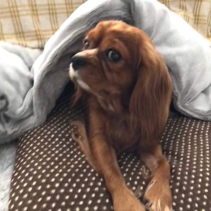 86ff5ba8 9fad 407f b17f 4709025a6c82 1544337526255