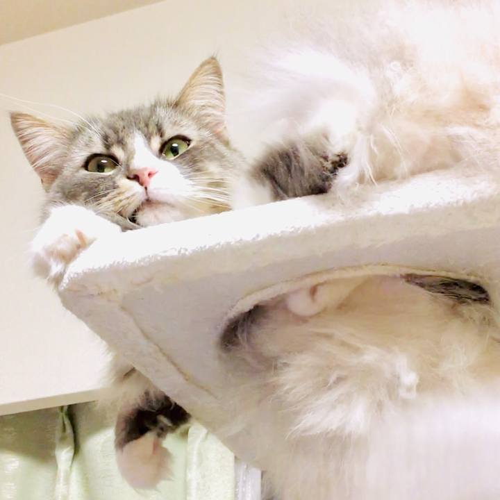 86fff66d 6cee 4089 bb5b d1c3ce97c827 1556475794958