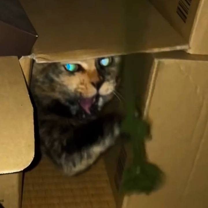 870012b1 d450 4801 b7a7 3f2b3795bd1b 1738268418469