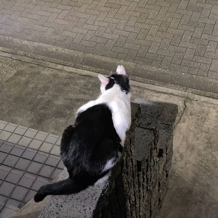 87011b49 ff09 4e10 9a0d 7518e9d5689a 1761702219280