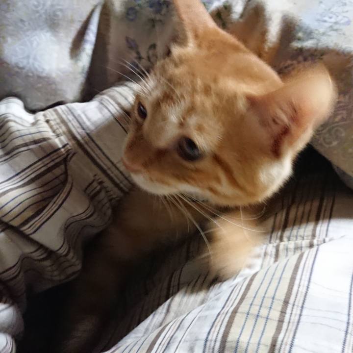 8702a7b4 90d6 4692 add9 6ef7bdf4b65a 1634676343252