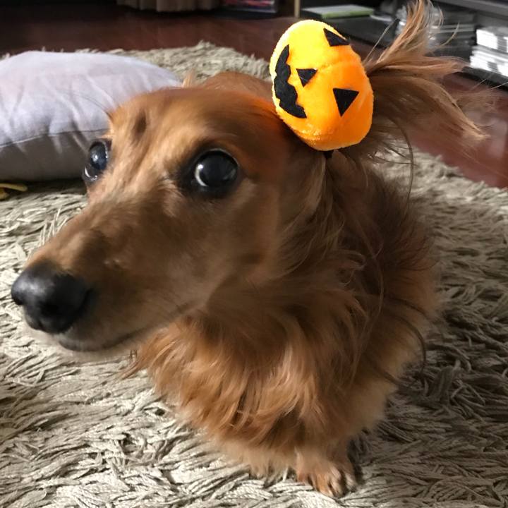 8703b12a 4e5b 4ce9 bf08 4e1b6d684f2c 1540937528253