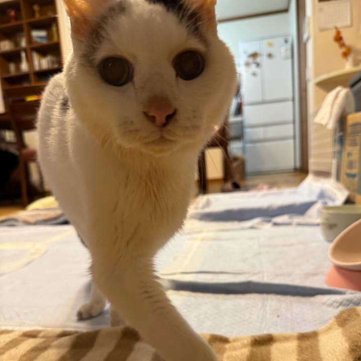 87058b4a b361 4a40 9caa c6f3c359e466 1762991387807