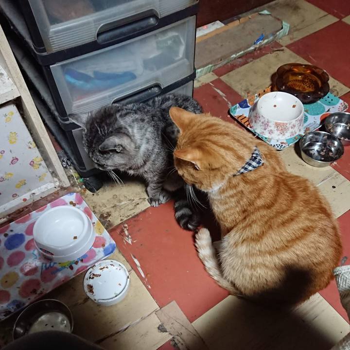 870608e8 4443 428a af8b 212e84762878 1604782000264